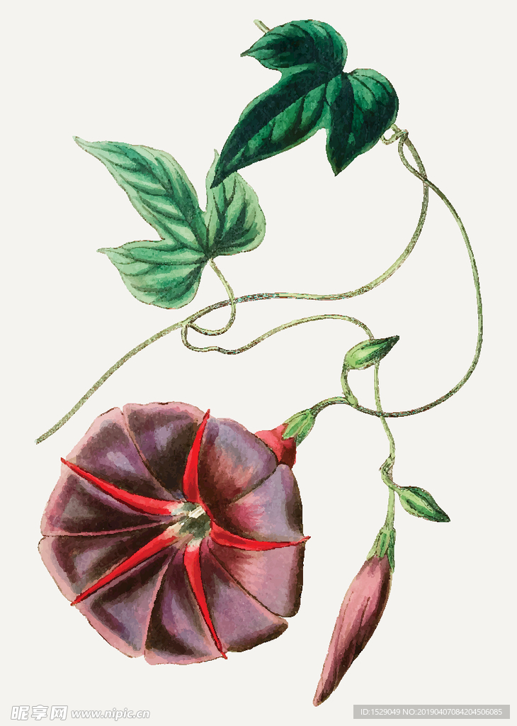 手绘水彩花朵