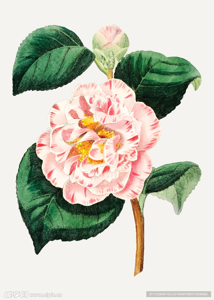 手绘水彩花朵