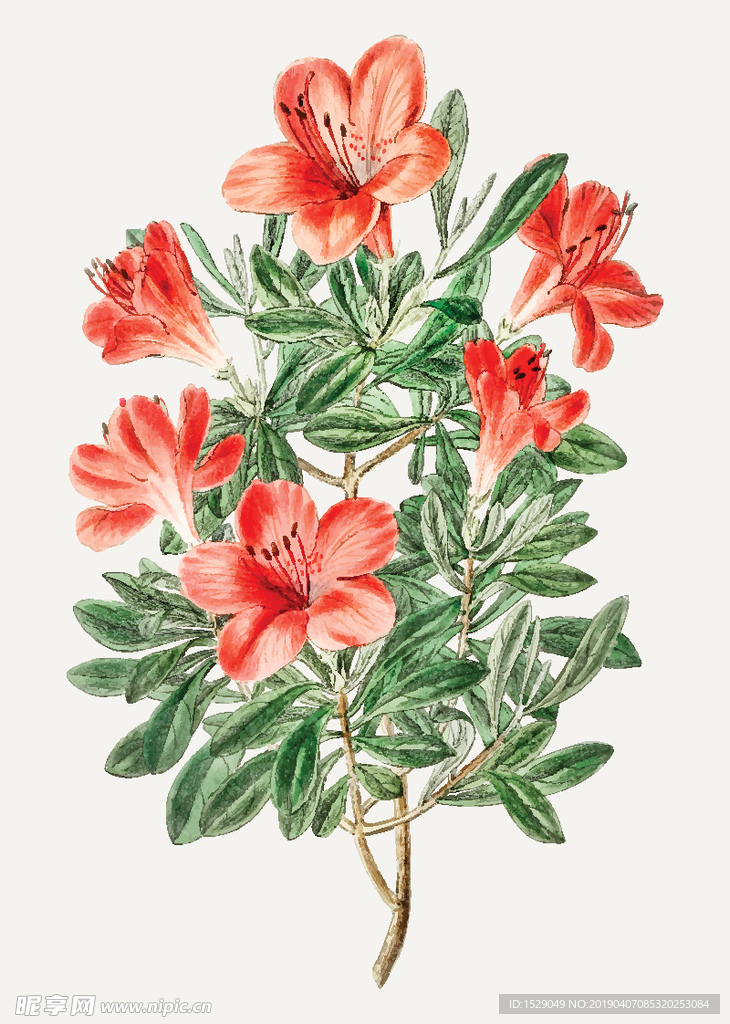 手绘水彩花朵
