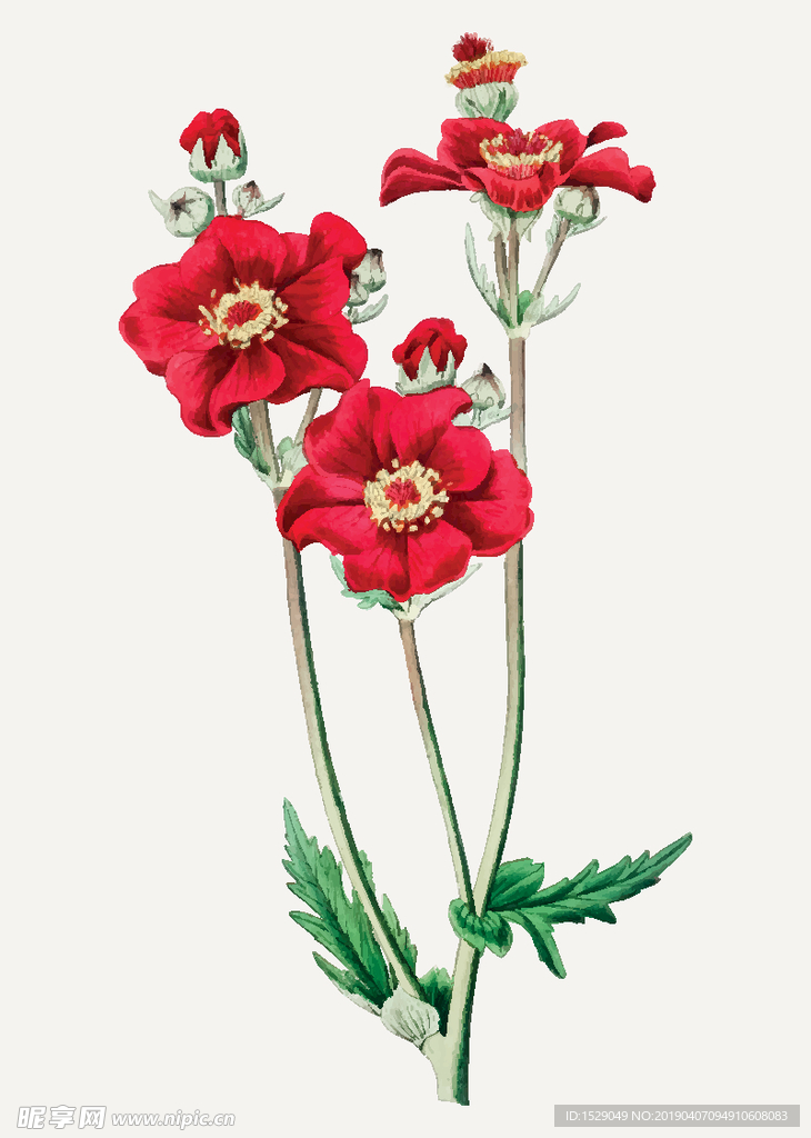 手绘水彩花朵