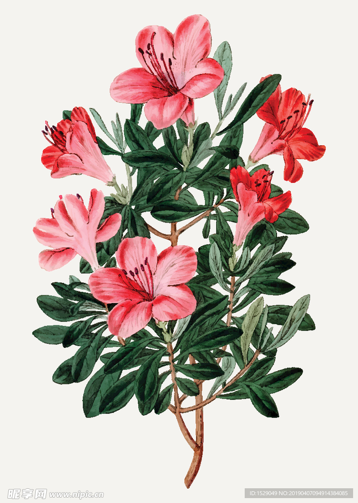 手绘水彩花朵