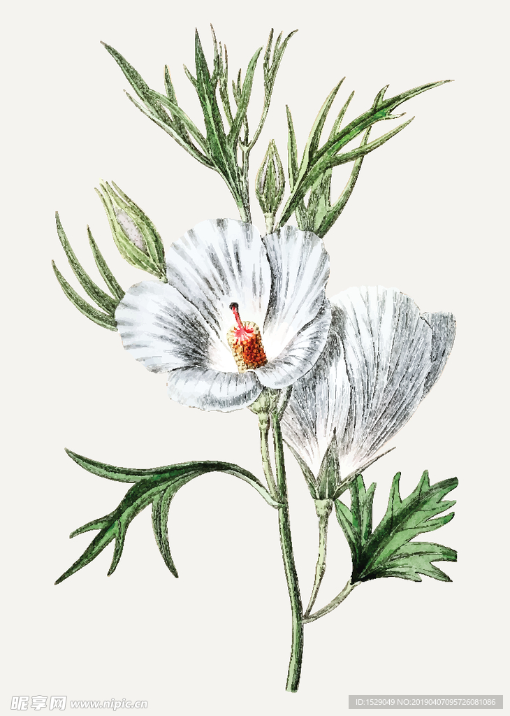 手绘水彩花朵