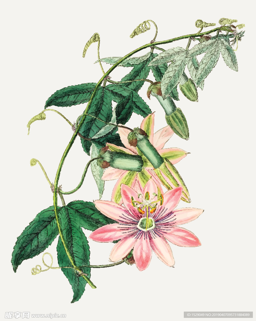手绘水彩花朵