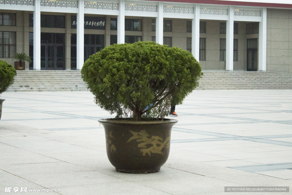 盆栽景观