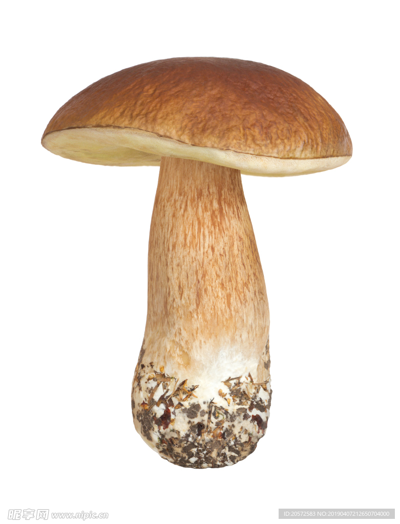菌菇