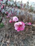 红色花朵