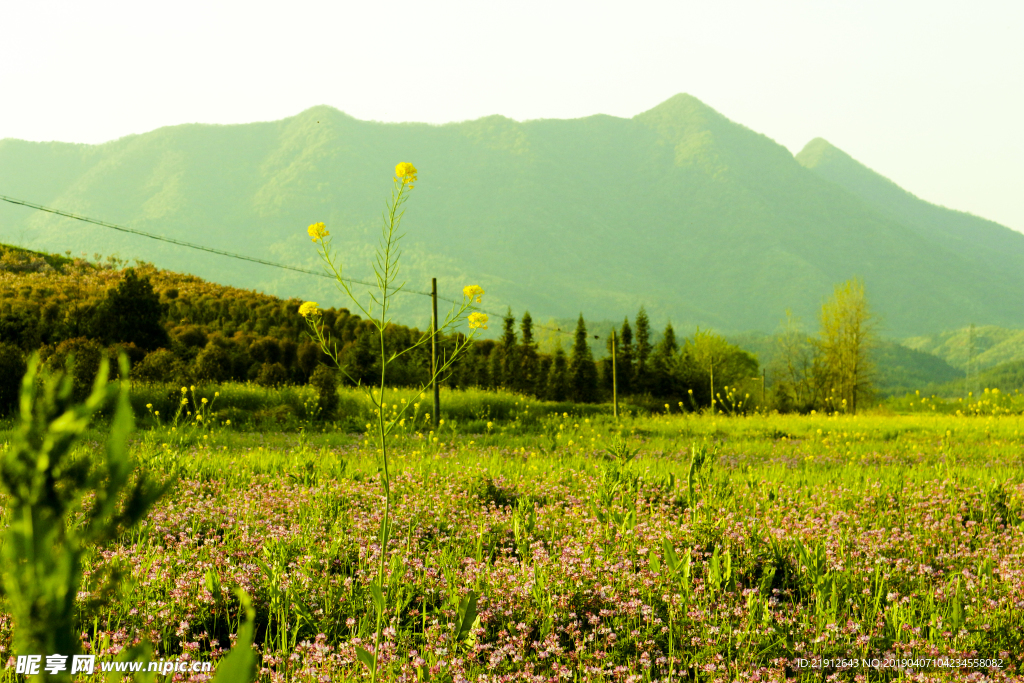 小花