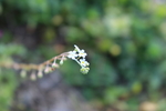 野花