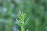 野草
