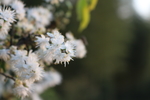 香花