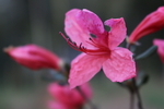杜鹃花