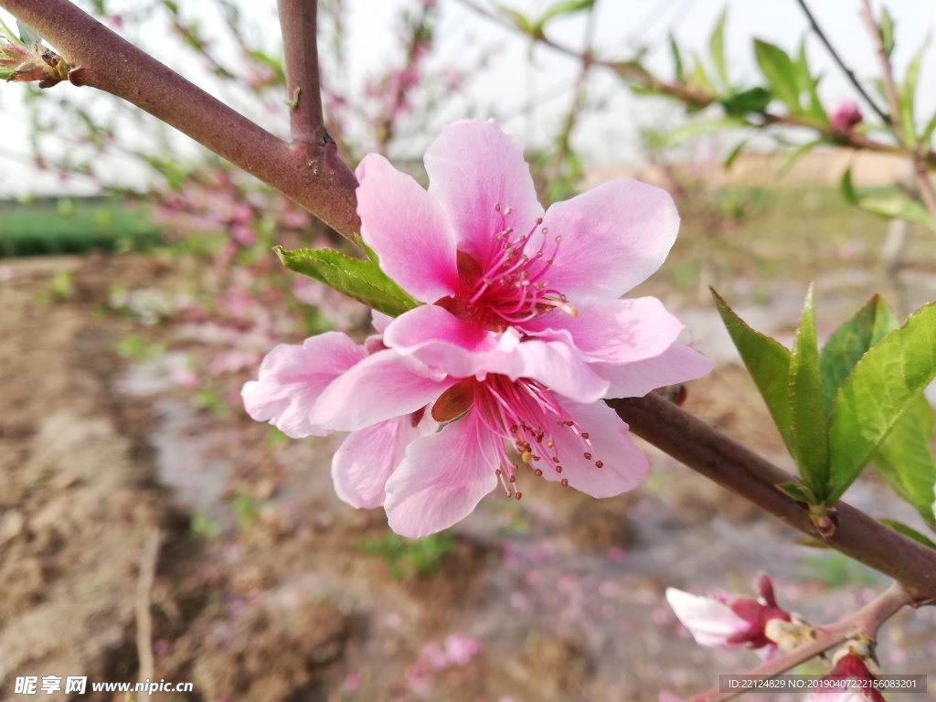 桃花
