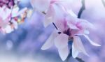玉兰花植物4k图片素材壁纸