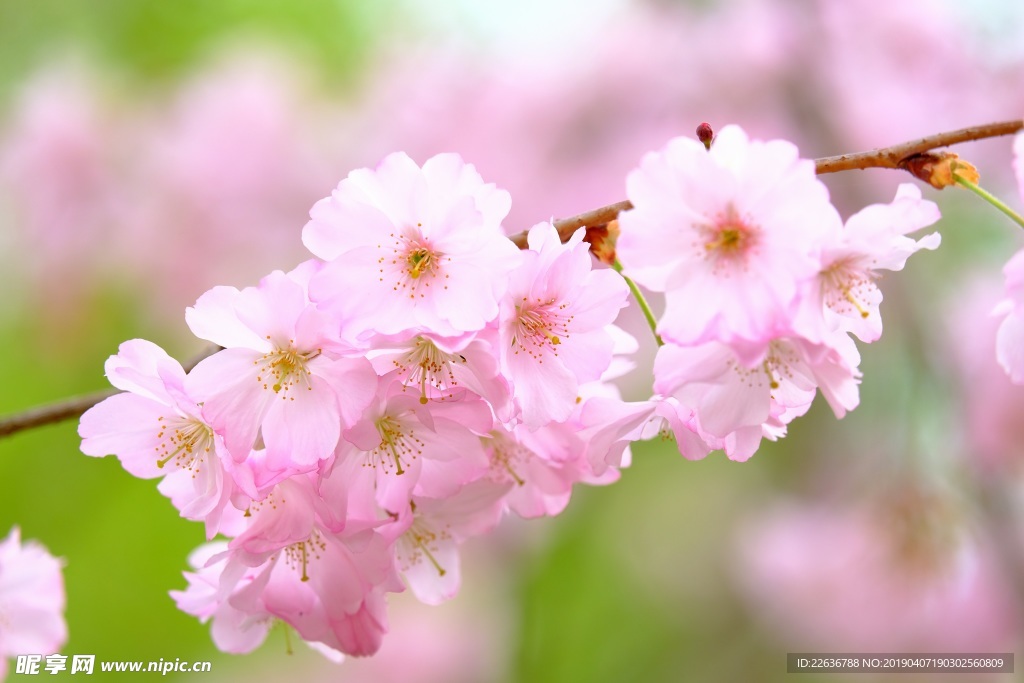 樱花花蕊花朵8k图片素材壁纸
