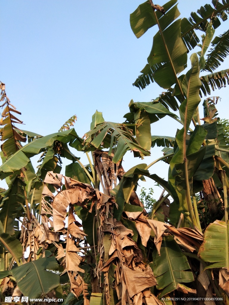香蕉树