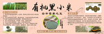 有机黑小米展板