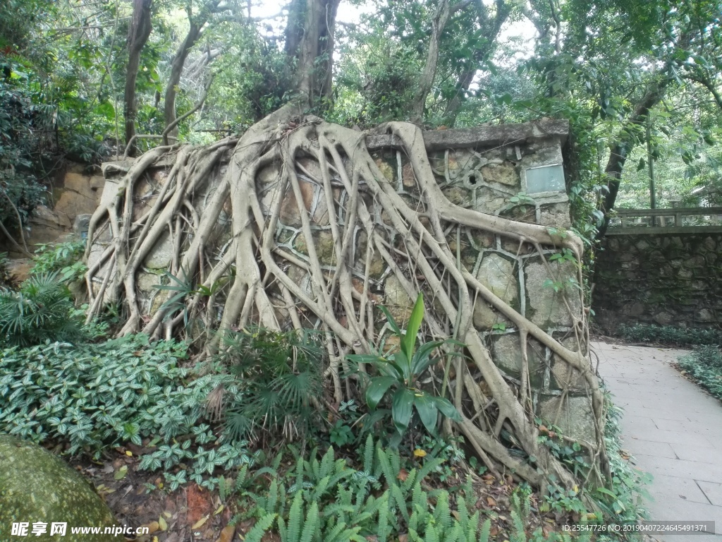 树根