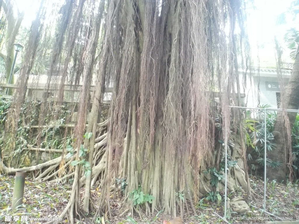 树根