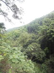 山