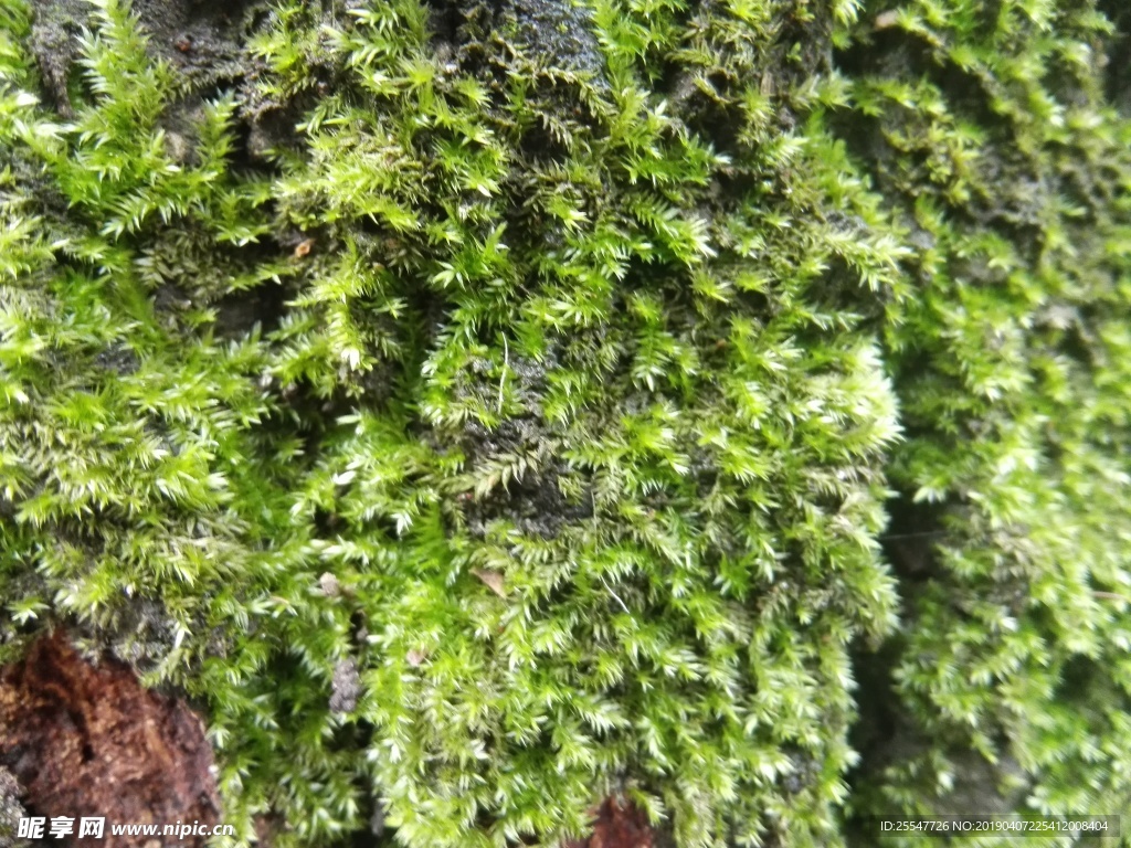 青苔