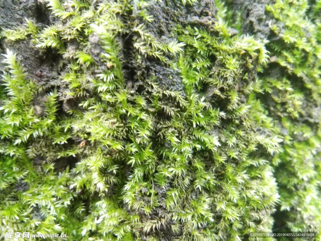 青苔