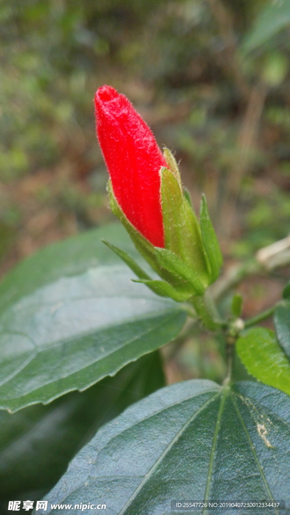悬铃花