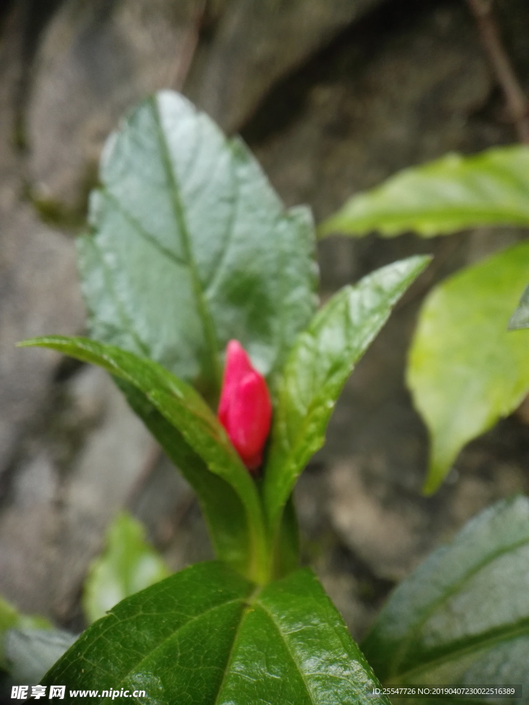 悬铃花