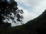 山