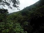 山