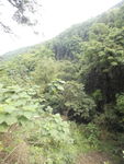 山