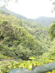 山