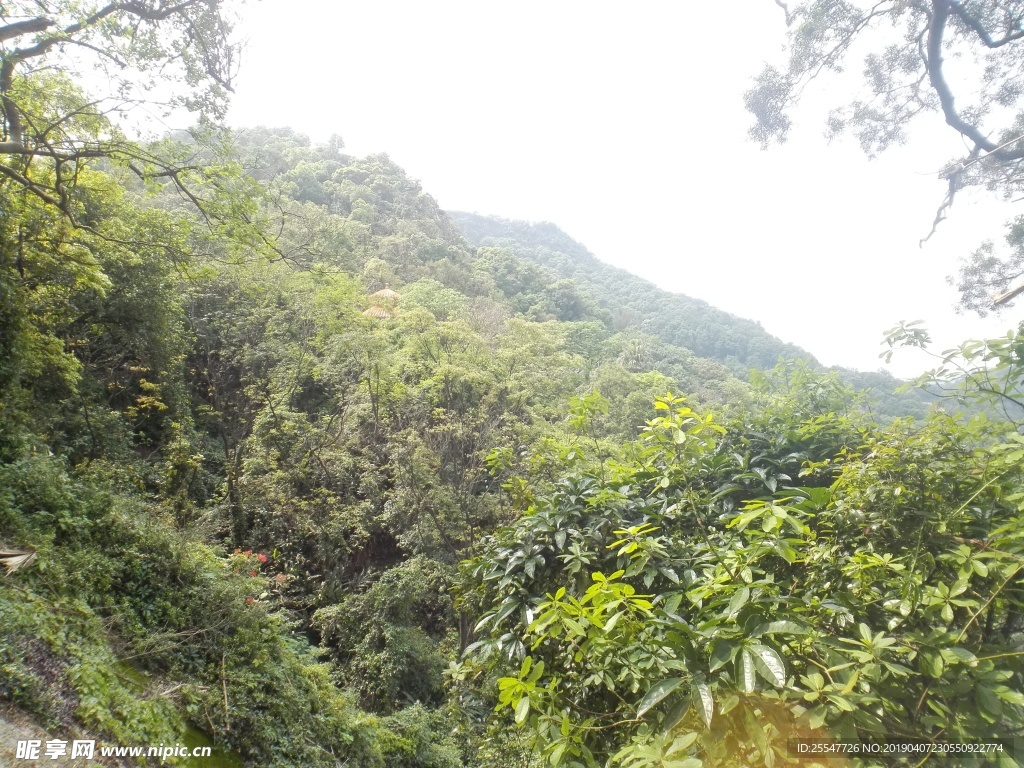 山