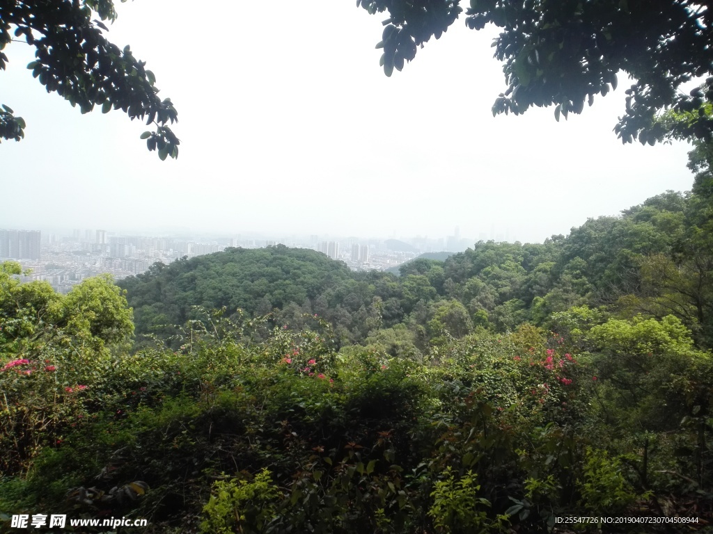 山