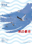 海边看鸟