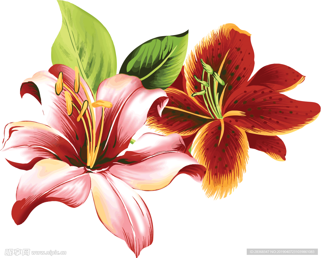 百合花