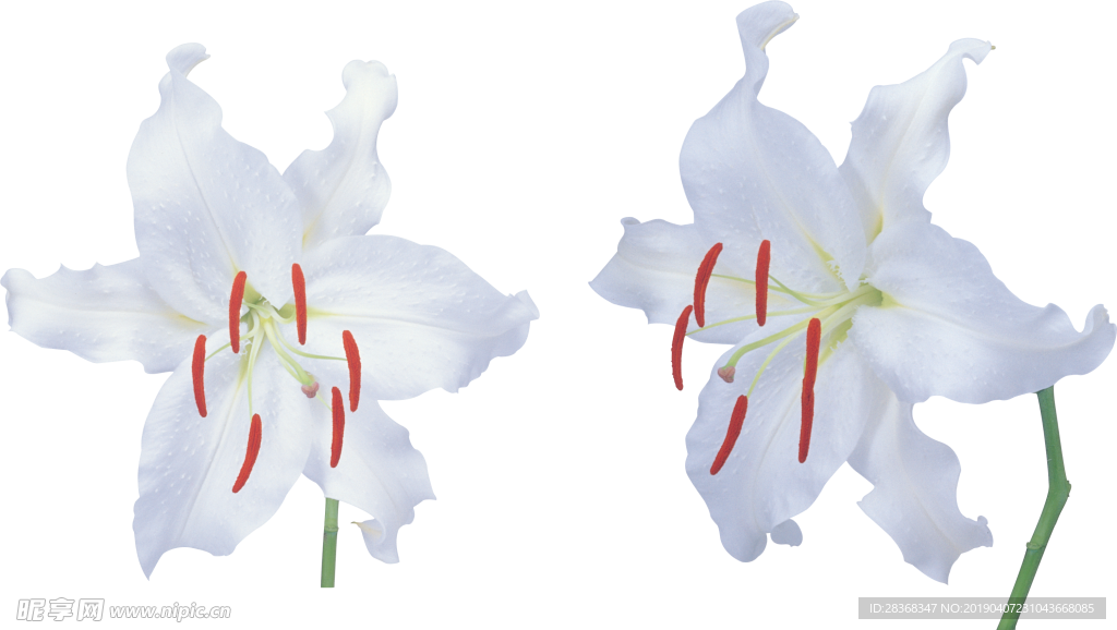 百合花