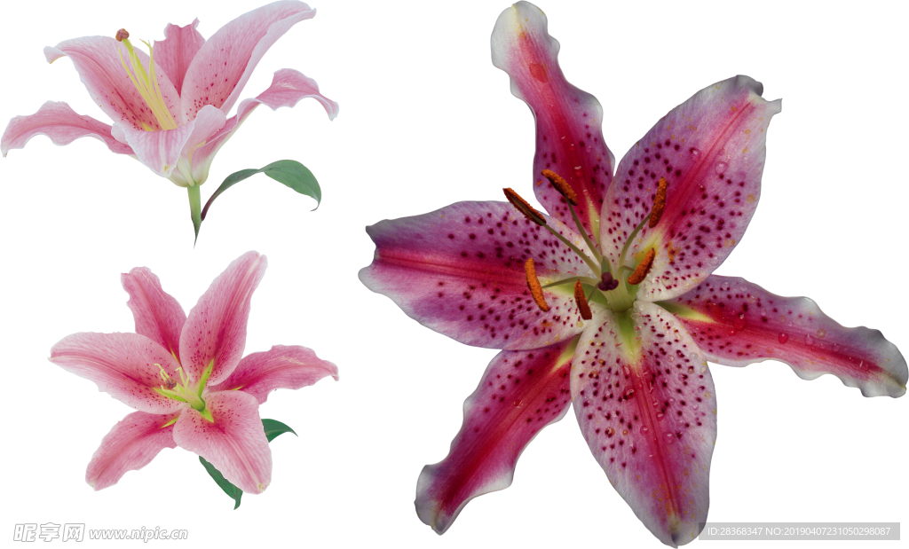 百合花