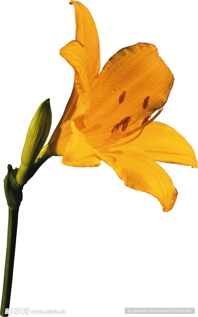 百合花