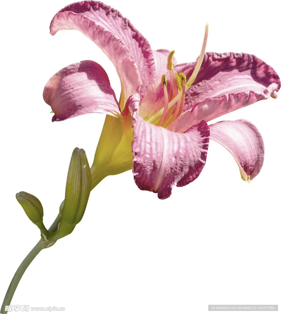 百合花