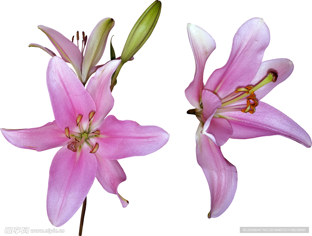 百合花