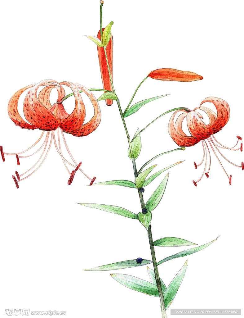 百合花