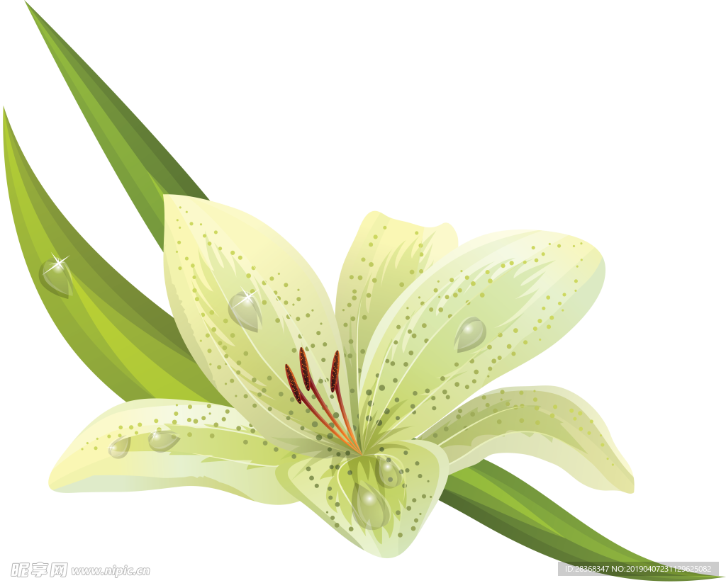 百合花