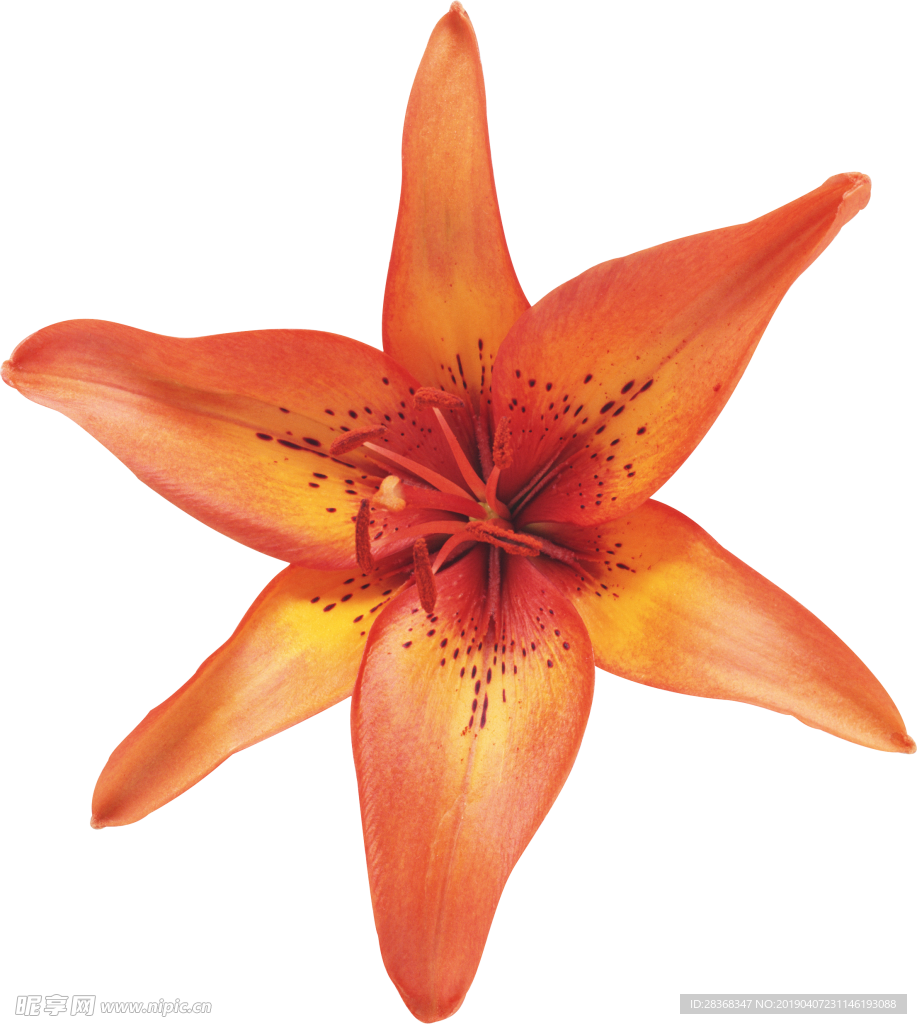 百合花