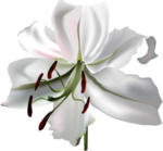 百合花