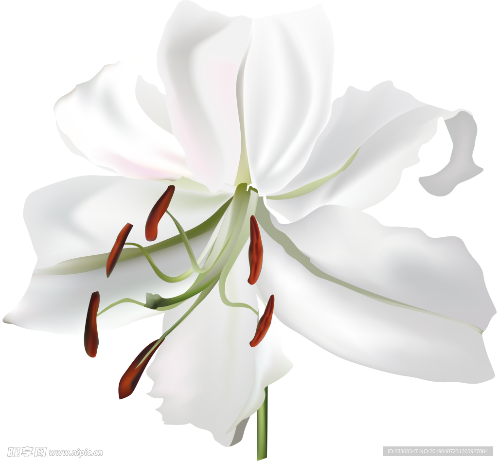 百合花