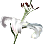 百合花