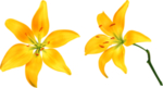 百合花