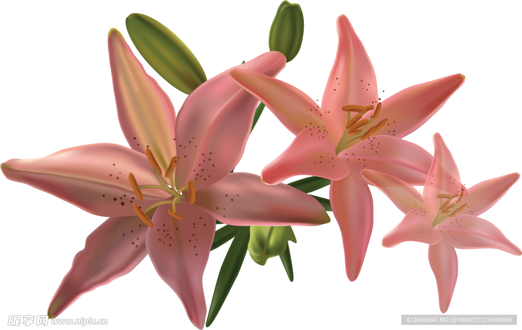 百合花