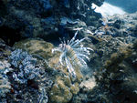 海底潜水生物