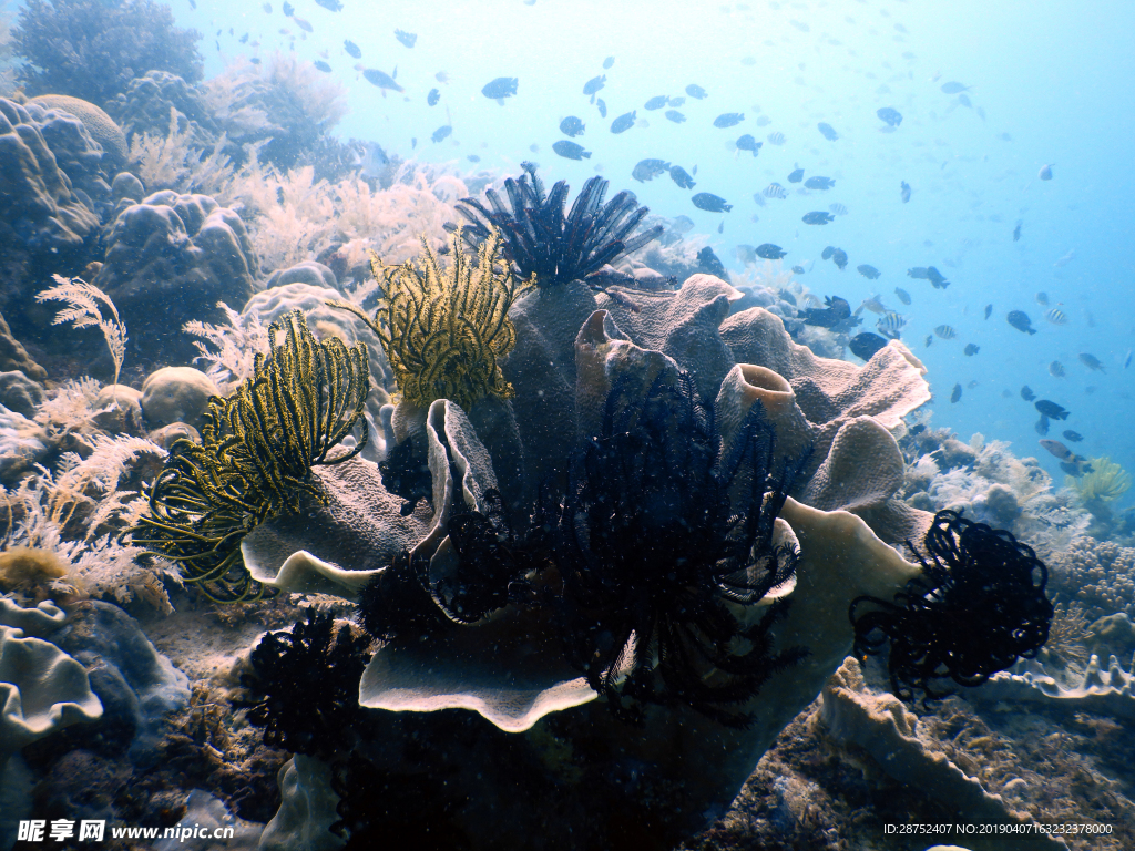 海底生物世界